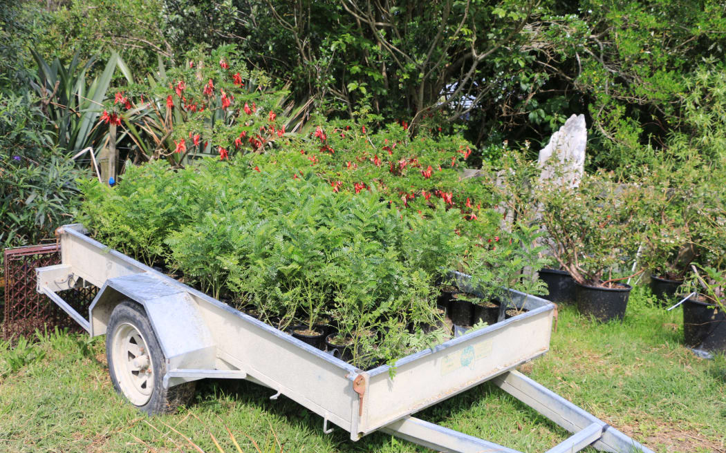 A trailer sitting in a leafy green garden. The trailer is filled with small green seedlings. Behind the trailer is a bush covered with bright red flowers, and to the right there are larger seedlings in black pots.