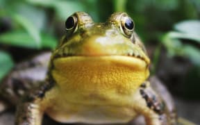 Frog Face