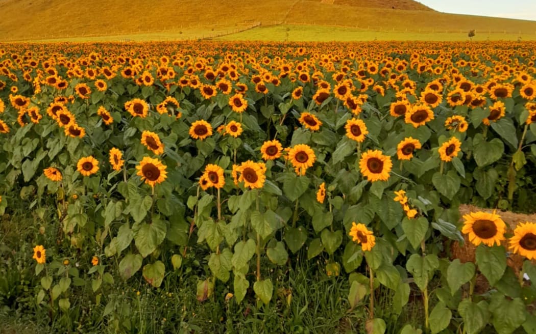 The Mangamaire Sunflower Field has been running for four years.