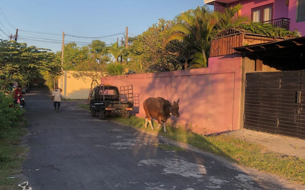 A cow walks past a tourist villa in Bali