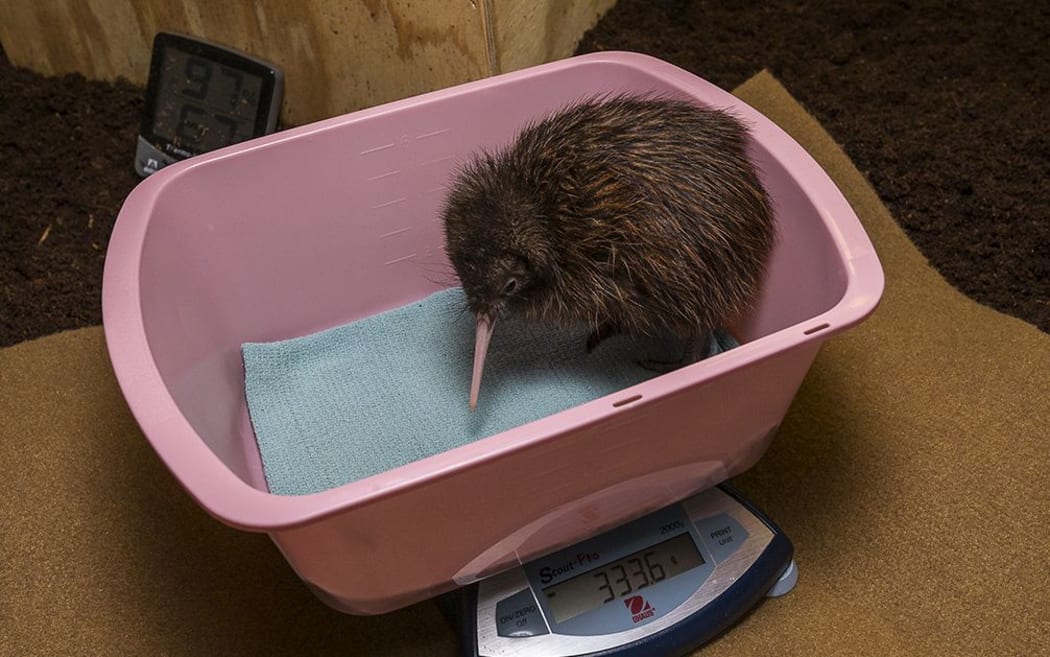 kiwi zoo
