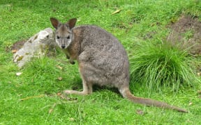 File photo of a Dama wallaby