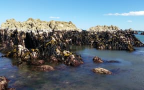 On Ward beach, the coastal rock shelf was raised by the force of the quake. Local fishermen estimated the rock shelf was 2m higher.