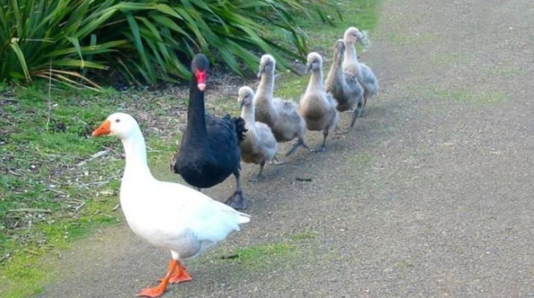 Thomas the goose and Henry the swan with their brood.