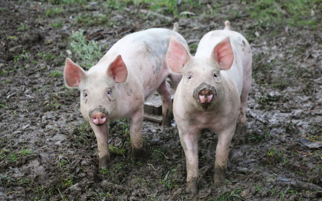 Piglets