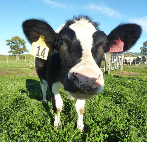 Milk collected from Daisy had no detectable beta-lactoglobulin protein.