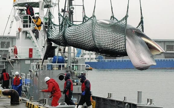 A minke whale is landed from a research whaling vessel in Kushiro, Hokkaido  Prefecture, in May 2011.