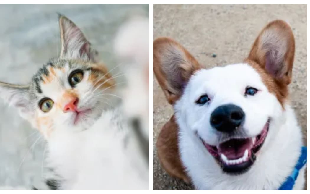 Kat Littlewood, a veterinary specialist in animal welfare, talks with Kathryn about what pets bring to our lives.