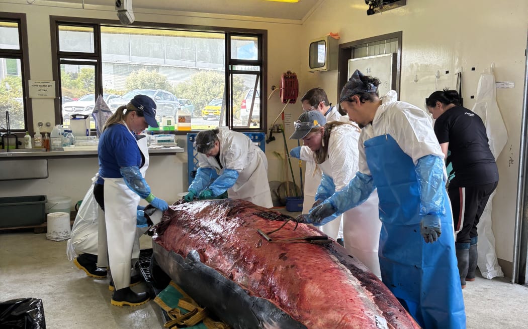 Half a dozen people in lab coats, butcher aprons and gloves gather around a whale carcass with its blubber and skin removed, revealing red muscle.