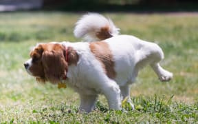 A dog urinating