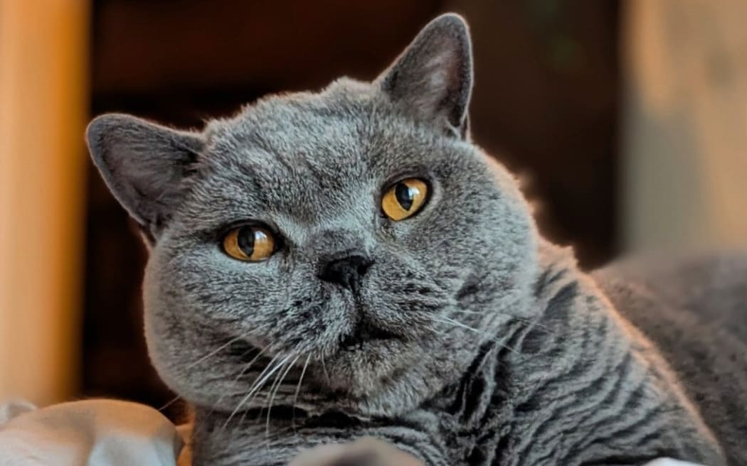 Higgins enjoying tonight's animal concert.