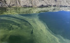 Algal bloom on Lake Forsyth