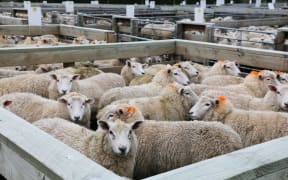 Coalgate Saleyards