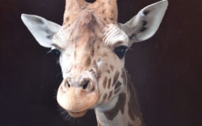 Shira, the giraffe beng taken from Auckland Zoo to the port and shipped to Christchurch 25 November 2015