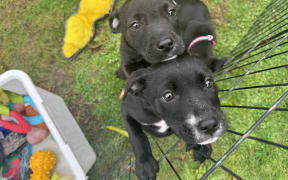 Puppies that have been rescued by Chance 4 Change.