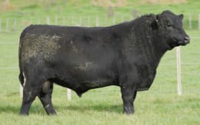 "Lot 8" was sold for $104,000 to stud partnership Kaharau and Orere Angus in June 2020