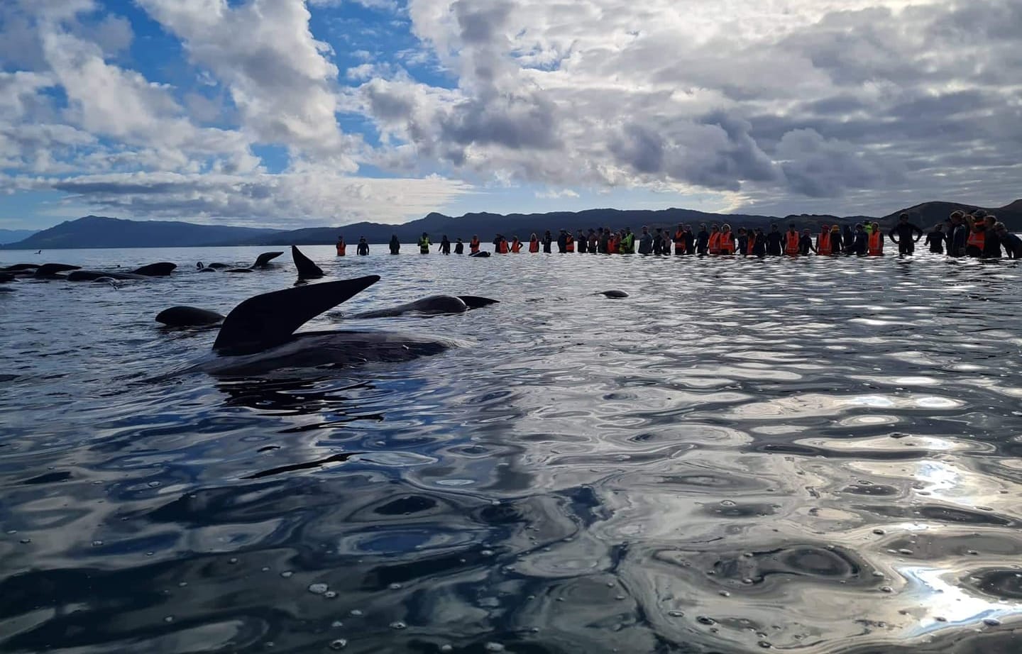 Pilot whales being refloated from the base of Farewell Spit in Golden Bay on Monday 22 February.