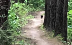 A glimpse of an animal on the Perseverance Bike track near Hanmer Springs.