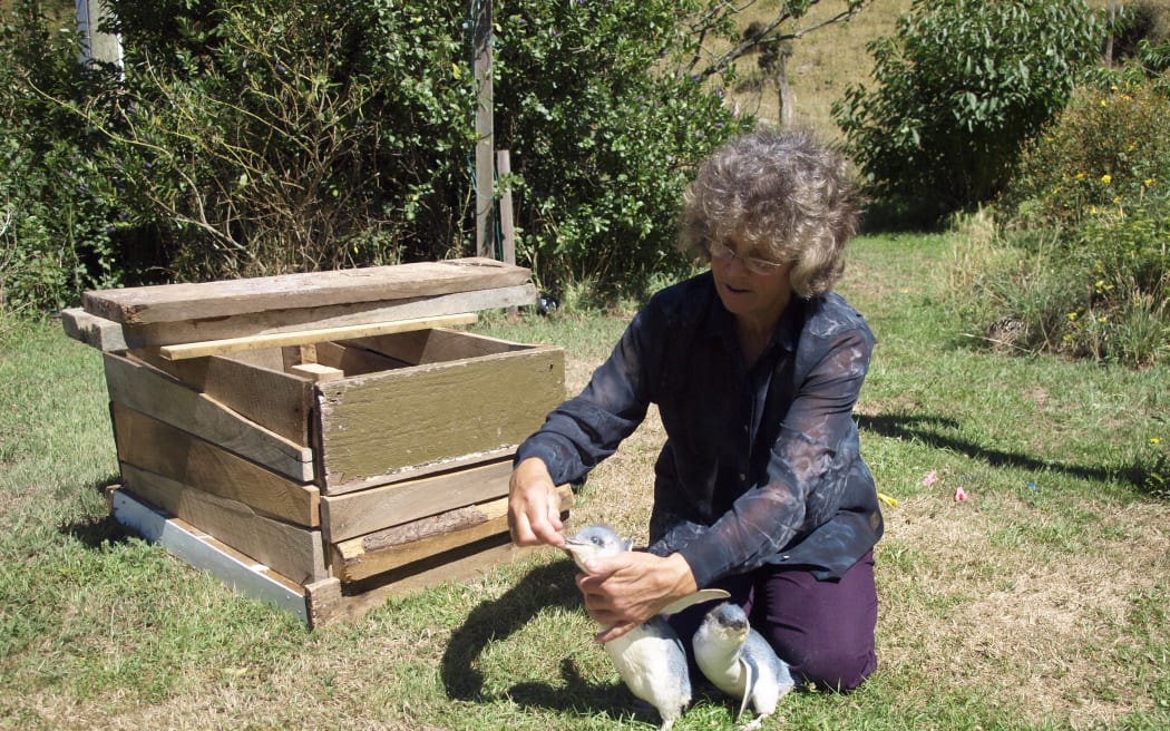 Pōhatu Tours co-founder Shireen Helps feeding kororā.