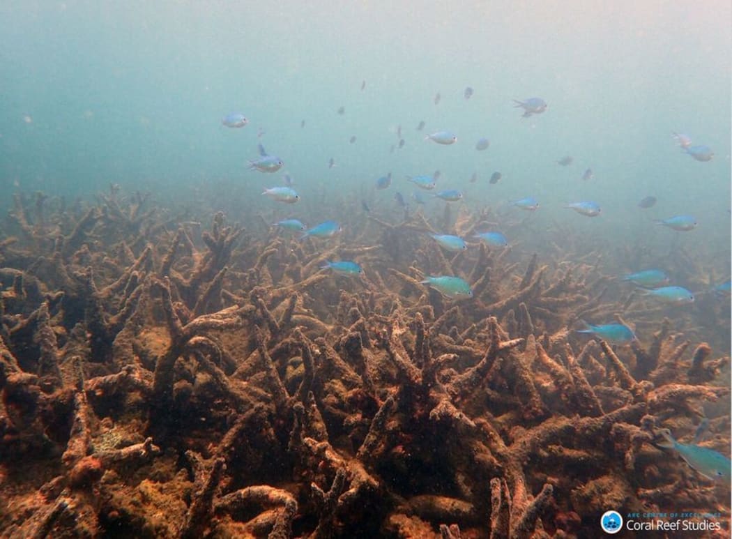 Staghorn corals killed by coral bleaching on Bourke Reef, on the Northern Great Barrier Reef, November 2016.