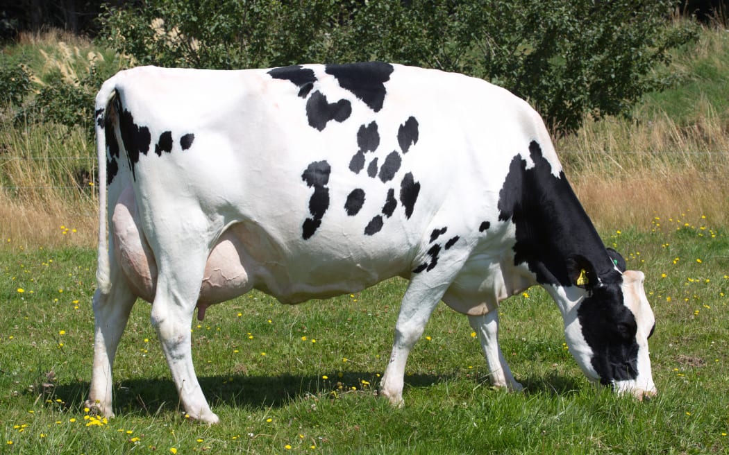 April - a Friesian cow inducted into the LIC Hall of Fame.