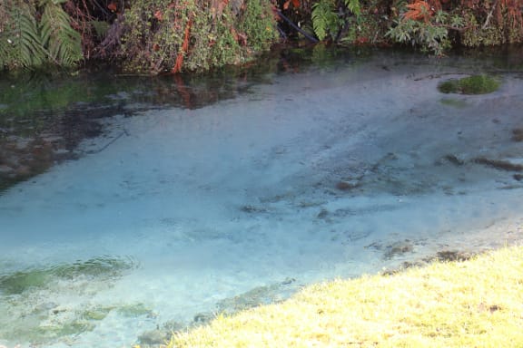 Watercress was plentiful at Taniwha Springs, but the kai source is no longer there.