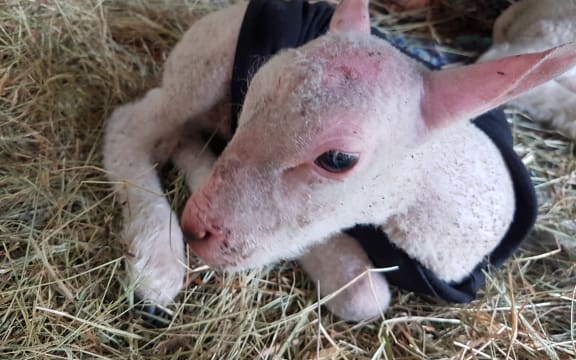 Skippy the (mostly) bald lamb.