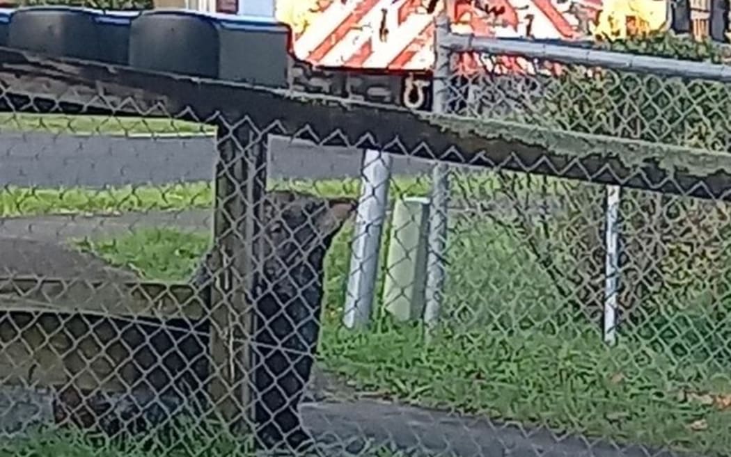 A seal made it's way through Papakura streets on 30 June, until police and DoC rangers caught up with it in Coles Crescent.