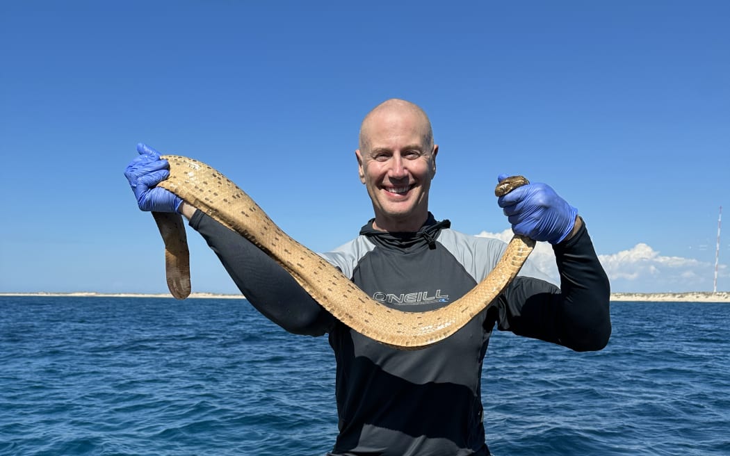 Professor Bryan Fry with an Olive Sea Snake