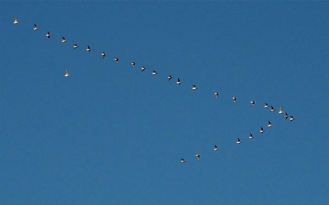 Godwits flying across Auckland skies