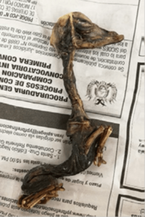 A dried llama foetus was seized at Auckland Airport this year.
