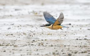 Kingfisher