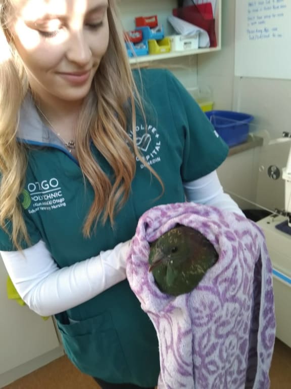 Wildlife Vetrinary Nurse Emily Brewer with a Kereru