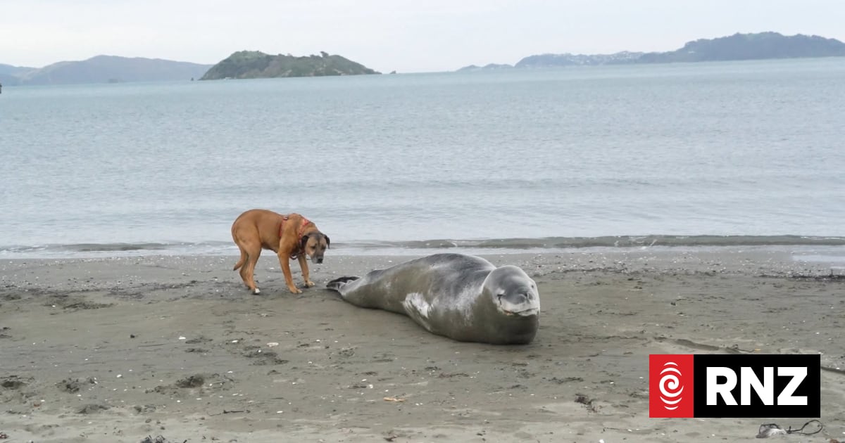 Man throws dead fish at leopard seal's face on Petone Beach
