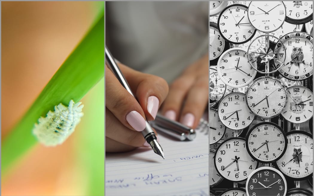 Left to right: Mealybug, handwriting, clocks.