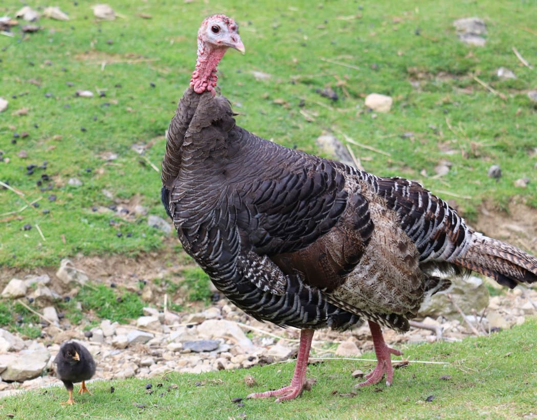 A chicken is being raised by a turkey at Staglands Wildlife Reserve in Upper Hutt.