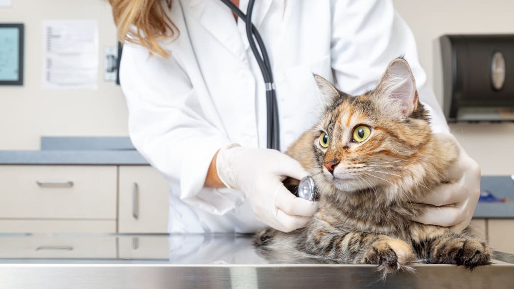Veterinarian holding a cat and examining him with stethoscope