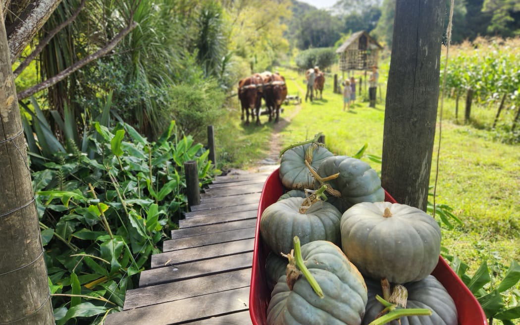Country Life: Powered by bullocks, a Northland family farms without ...