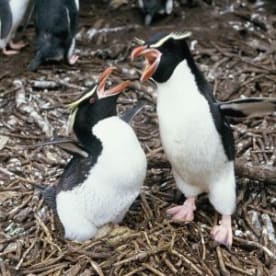 Photo for Snares crested penguin
