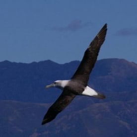Photo for White-capped mollymawk