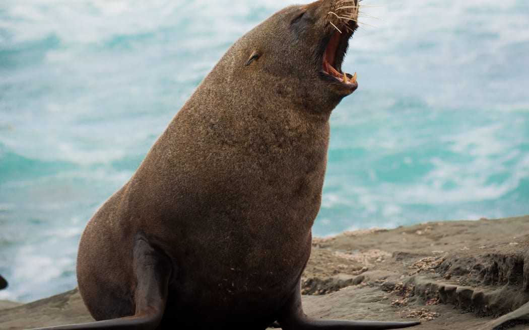 New Zealand fur seal