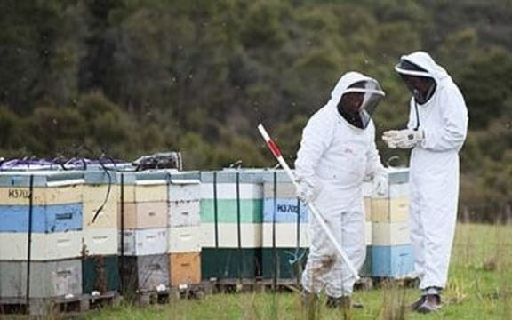 Denis and Don Watson with hives in the Whanganui River Valley.