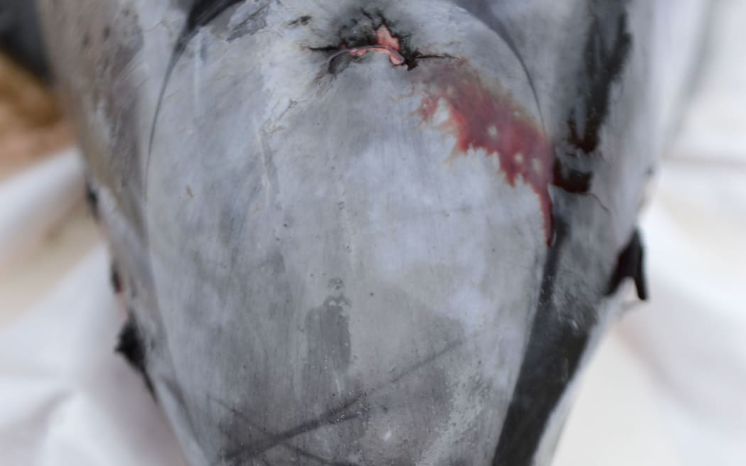 Dead Hector's dolphin found on Monday showing net marks