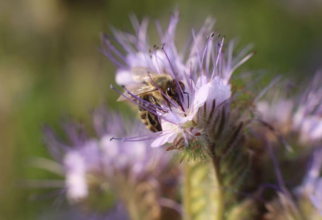 10 June 2021, Saxony-Anhalt, Neinstedt: A honey bee sits on a phacelia plant in a poppy field. Phacelia is also known colloquially as bee pasture or bee lover, as the plant is considered a very high-yielding bee crop.