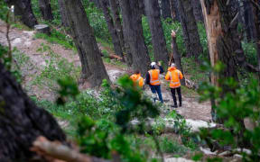 A man has died after being hit by a falling branch on Mount Victoria, in Wellington.