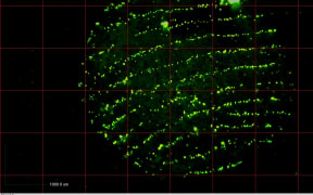 A fluorescent dye highlights DNA left on a fingerprint.