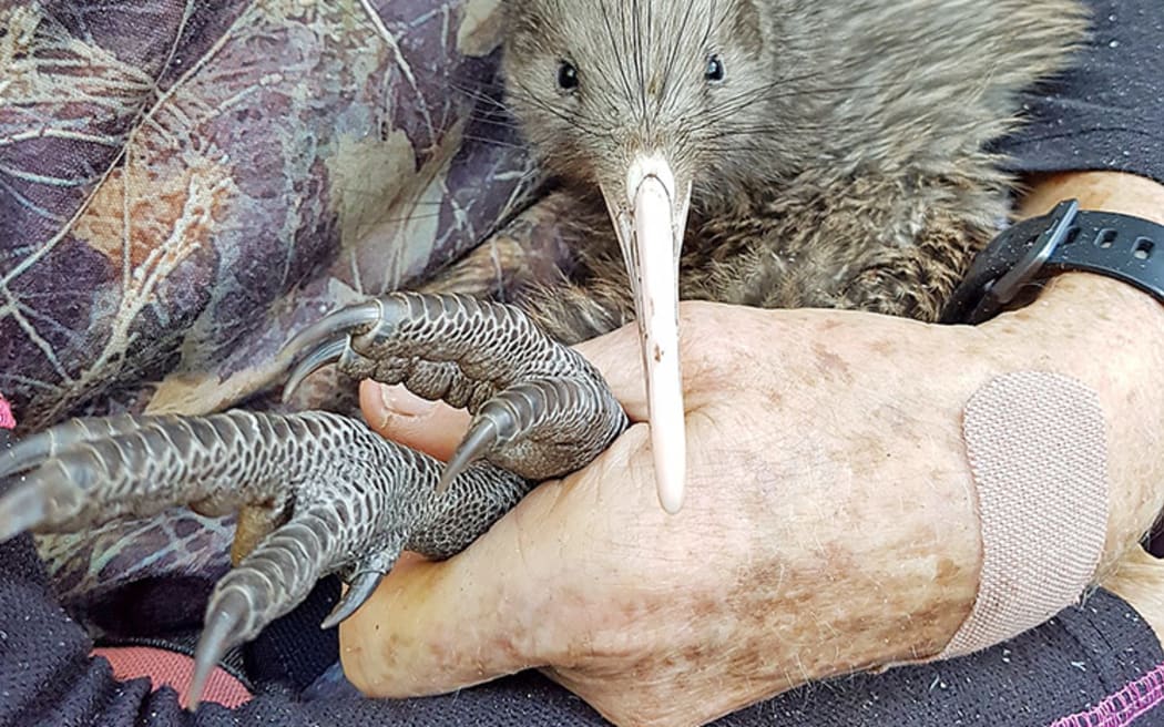 Whakatāne Kiwi Trust kiwi trust is having trouble locating its miracle chick, Tuati.