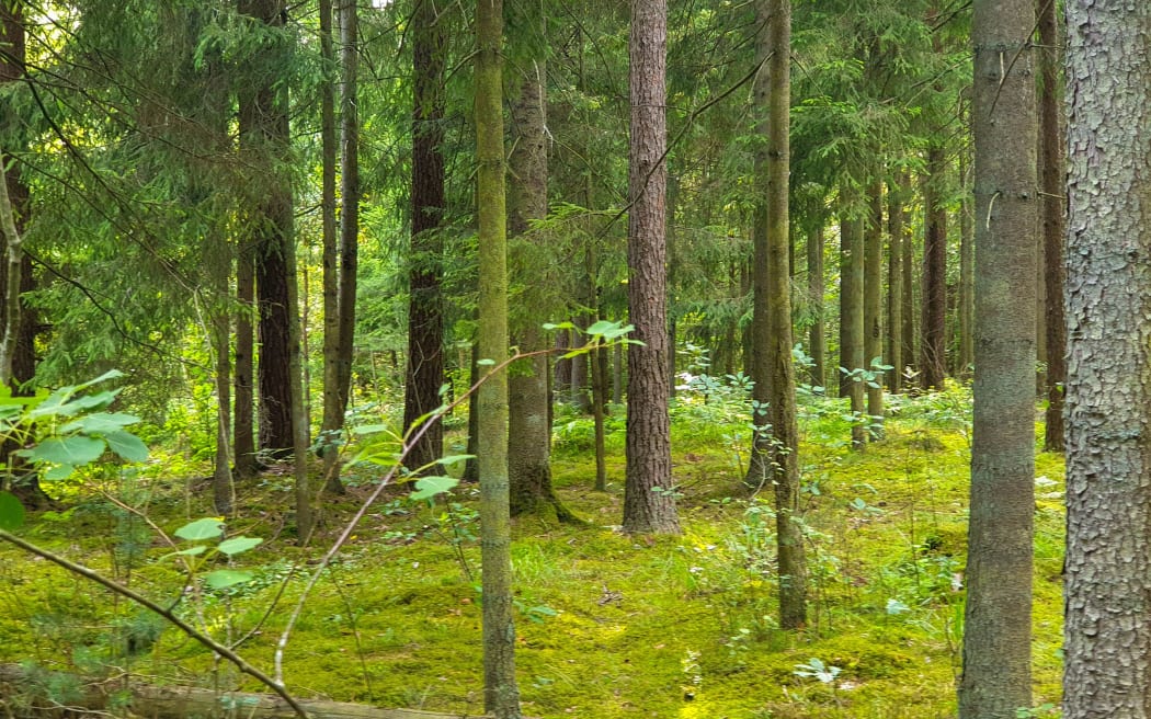 Inside view of the forest during summer with trees, grass and leafs.