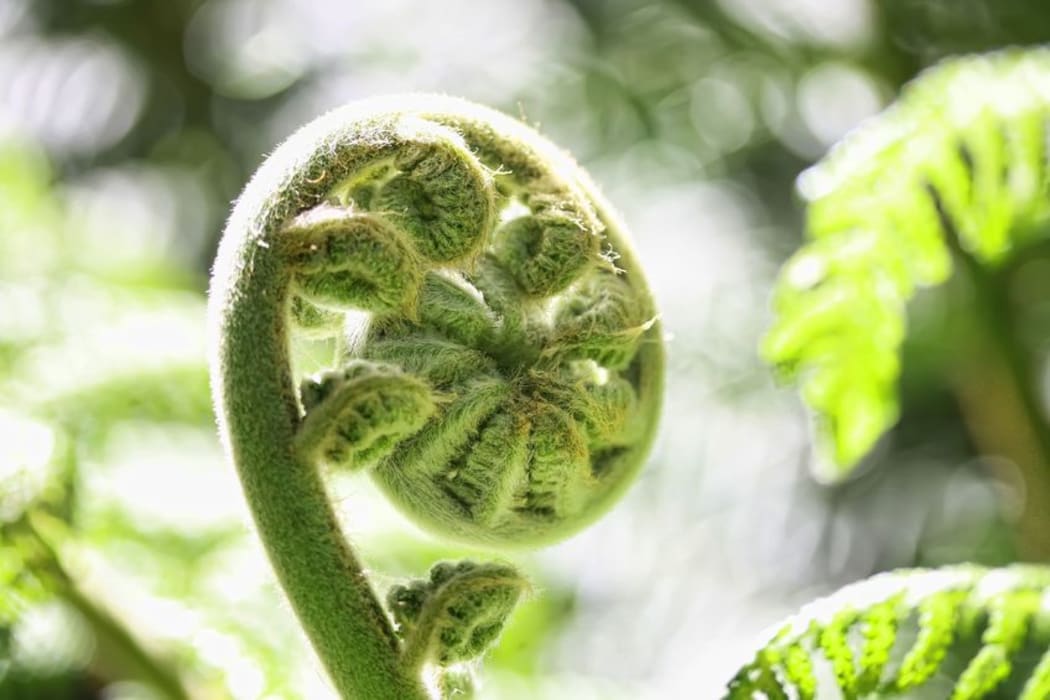 young fern frond
