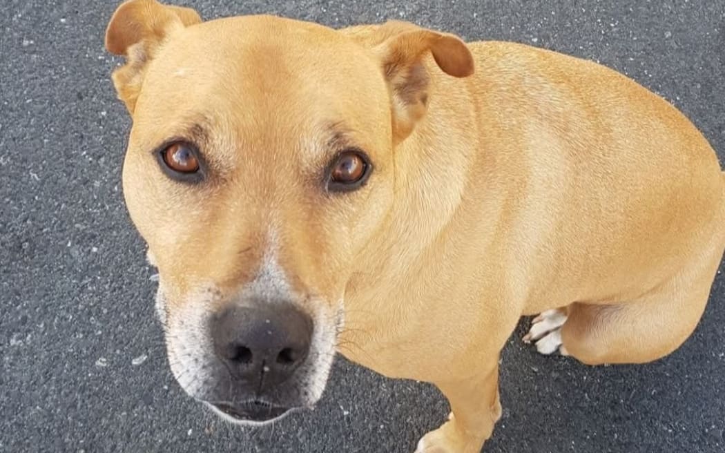 Horse Attacked on Beach, Dog Impounded and Euthanised — image 3